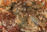 Colorful Petrified Wood (Araucaria) Slab - Madagascar #139774-1